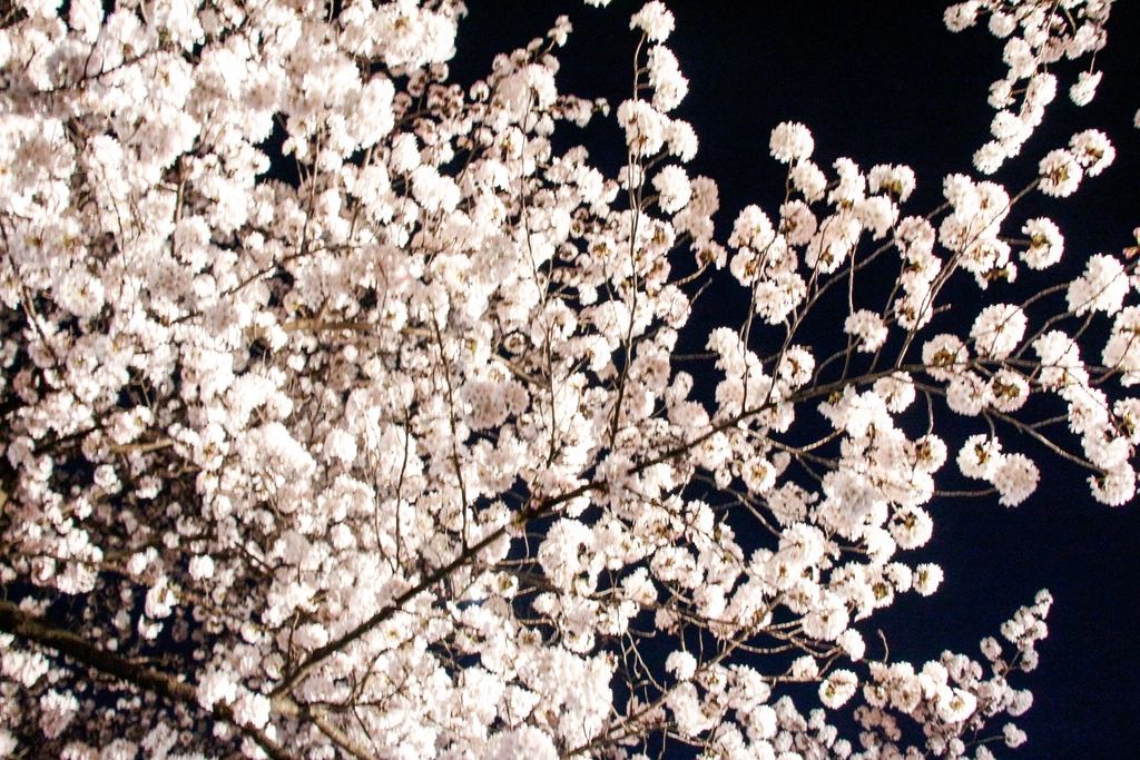 Cherry blossoms lit against a night sky