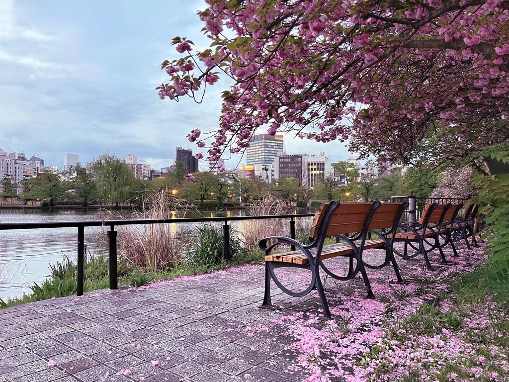 Cherry blossoms in bloom beside the water in Tokyo